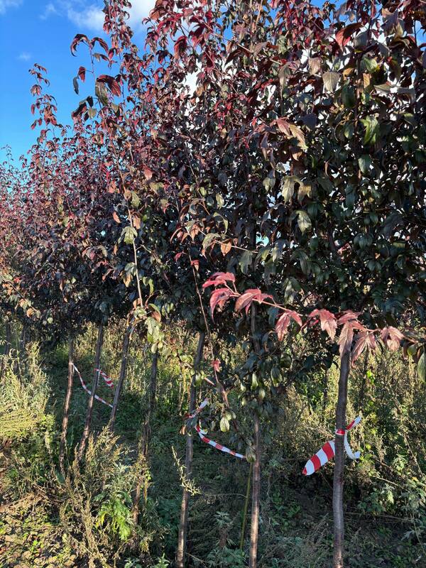 Яблоня декоративная Хелена (Malus 'Helena')