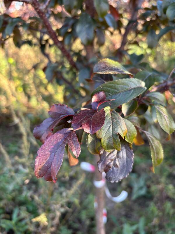 Яблоня декоративная Хелена (Malus 'Helena')