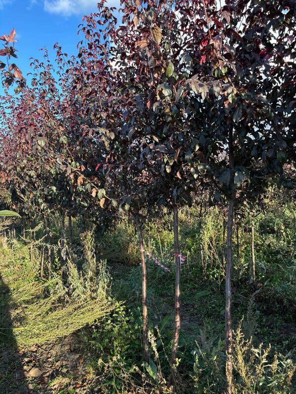 Яблоня декоративная Хелена (Malus 'Helena')