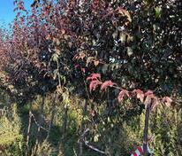 Яблоня декоративная Хелена (Malus 'Helena')