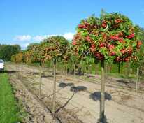 Яблоня декоративная Ред Сентинел (Malus 'Red Sentinel')