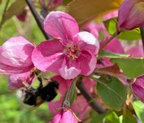 Яблоня декоративная Келсей (Malus 'Kelsey')