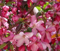 Яблоня декоративная Пинк Спаерс (Malus 'Pink Spires')