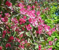 Яблоня декоративная Пионерка (Malus 'Pionerka')