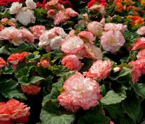 Бегония клубневая (Begonia x tuberhybrida) в ассортименте