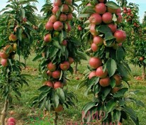 Яблоня колоновидная Арбат (Malus domestica 'Arbat')