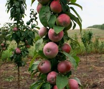 Яблоня колоновидная Васюган (Malus domestica 'Vasyugan')