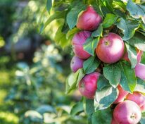 Яблоня колоновидная Джин (Malus domestica 'Dzhin')