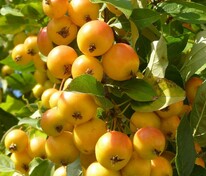 Яблоня колоновидная Китайка золотая ранняя (Malus x robusta 'Kitayka Zolotaya Rannyaya')