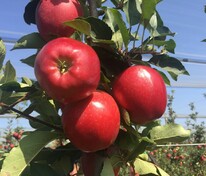 Яблоня колоновидная Кумир (Malus domestica 'Kumir')