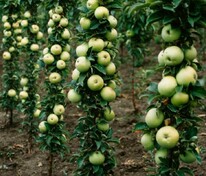 Яблоня колоновидная Малюха (Malus domestica 'Malyuha')