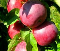 Яблоня колоновидная Московское ожерелье (Malus domestica 'Moskovskoe Ozherelye')