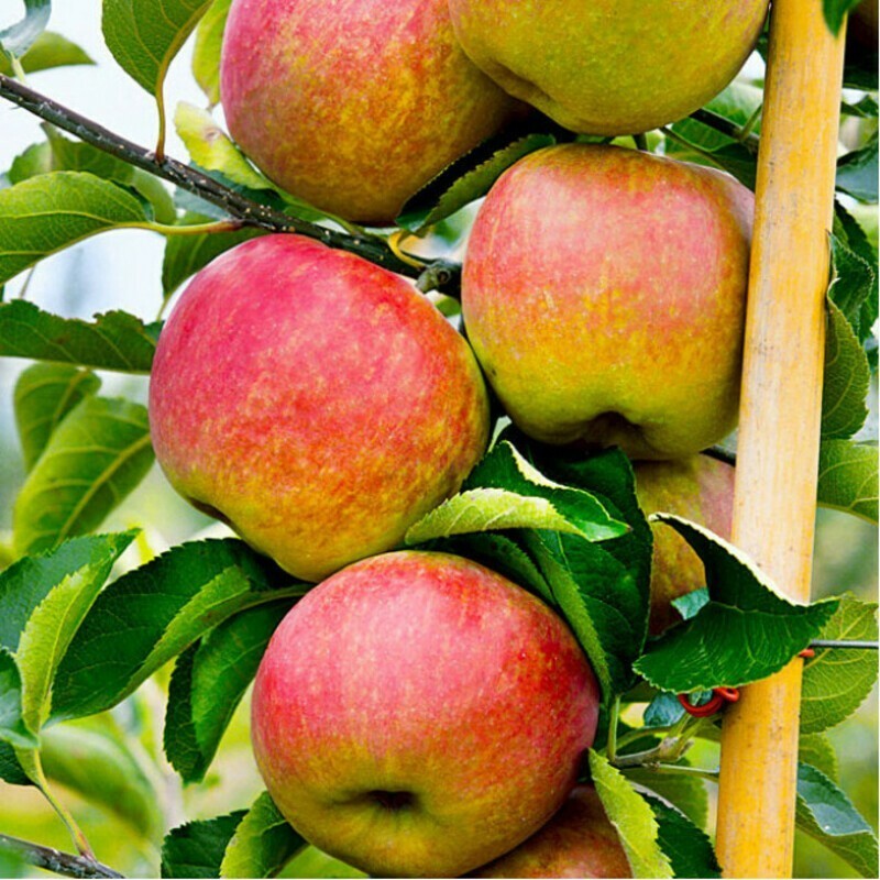 Яблоня колоновидная Останкино (Malus domestica 'Ostankino')