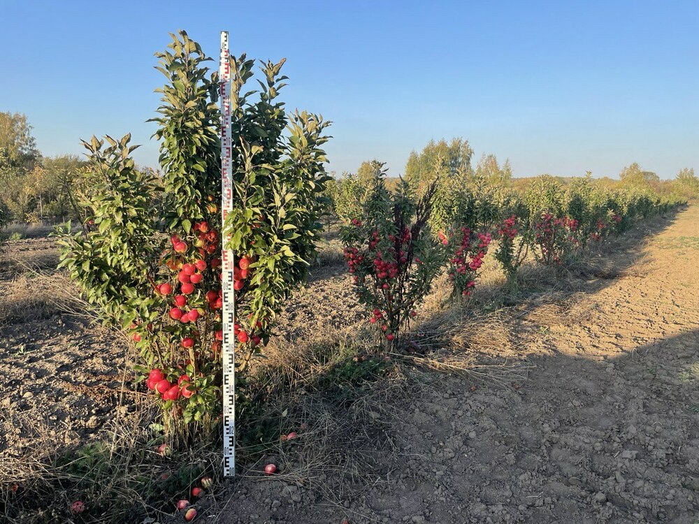 Яблоня колоновидная Останкино (Malus domestica 'Ostankino')