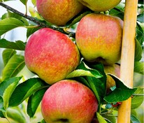 Яблоня колоновидная Останкино (Malus domestica 'Ostankino')