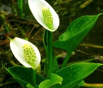 Белокрыльник болотный (Calla palustris)