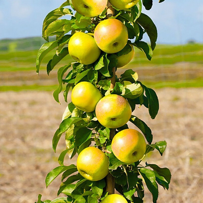 Яблоня колоновидная Президент (Malus domestica 'Prezident')