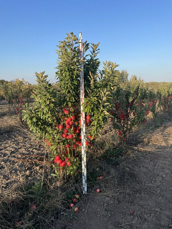 Яблоня колоновидная Президент (Malus domestica 'Prezident')