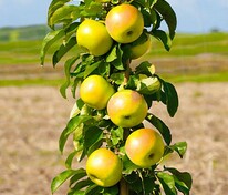 Яблоня колоновидная Президент (Malus domestica 'Prezident')