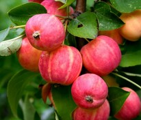 Яблоня колоновидная Ранетка пурпуровая (Malus domestica 'Ranetka Purpurovaya')