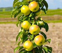 Яблоня колоновидная Янтарное ожерелье (Malus domestica 'Yantarnoe Ozherelye')