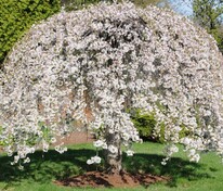 Яблоня сахалинская Пендула (Malus sachalinensis 'Pendula')