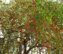 Яблоня ягодная (Malus baccata)
