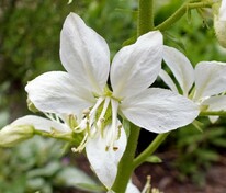 Ясенец белый (Dictamnus albus)