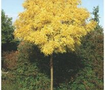 Ясень обыкновенный Ауреа (Fraxinus excelsior 'Aurea')