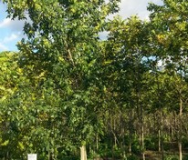 Ясень обыкновенный (Fraxinus excelsior)