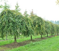 Ясень обыкновенный Пендула (Fraxinus excelsior 'Pendula')
