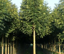 Ясень обыкновенный Вестхофс Глори (Fraxinus excelsior 'Westhof\'s Glorie')