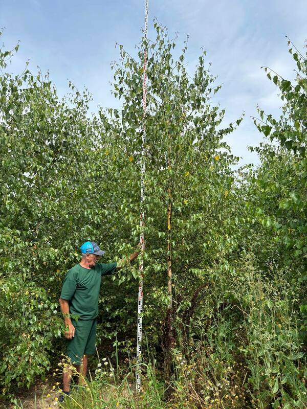 Берёза бородавчатая (Betula pendula)
