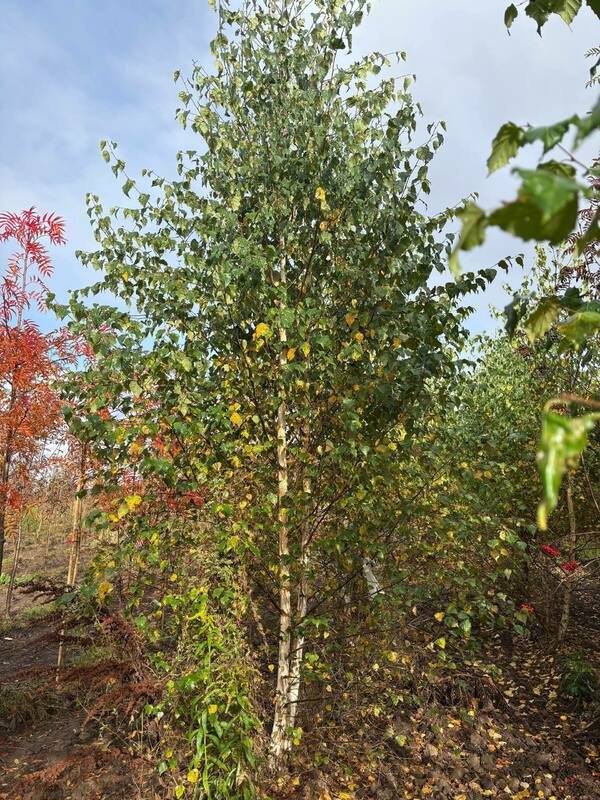 Берёза бородавчатая (Betula pendula)