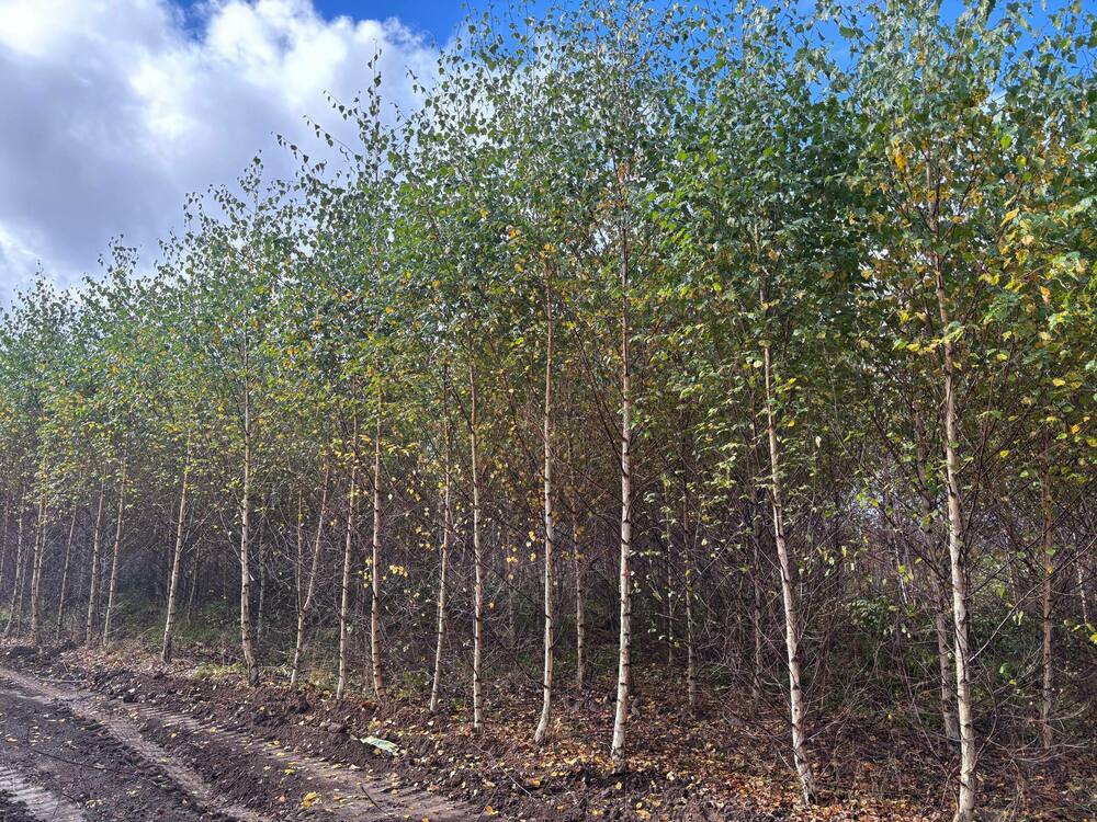 Берёза бородавчатая (Betula pendula)