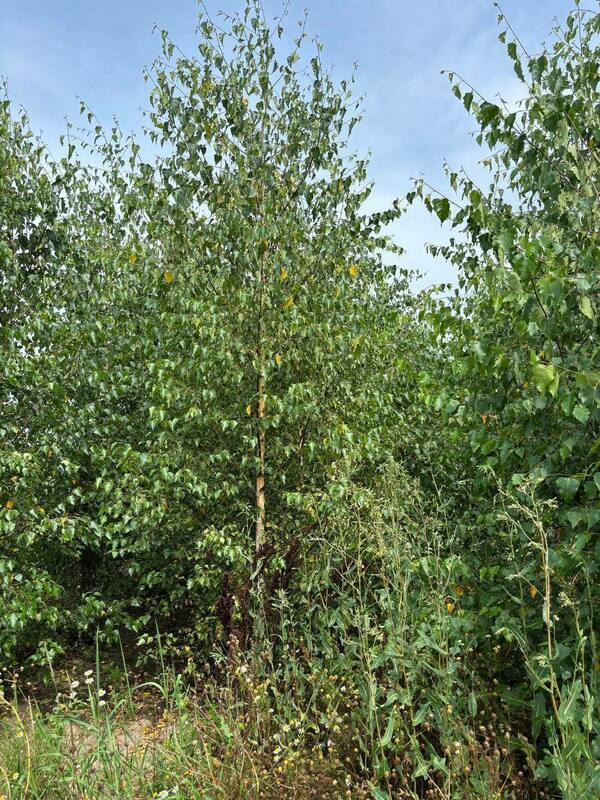 Берёза бородавчатая (Betula pendula)