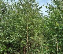 Берёза бородавчатая (Betula pendula)