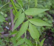 Ясень пенсильванский (Fraxinus pennsylvanica)