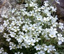 Ясколка Биберштейна (Cerastium biebersteinii)