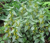 Яснотка зеленчуковая (Lamiastrum galeobdolon)