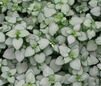 Яснотка пятнистая Уайт Нэнси (Lamium maculatum 'White Nancy')
