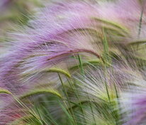 Ячмень гривастый (Hordeum jubatum)