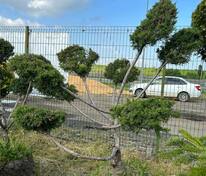 Можжевельник виргинский (Juniperus virginiana) ф. Бонсай
