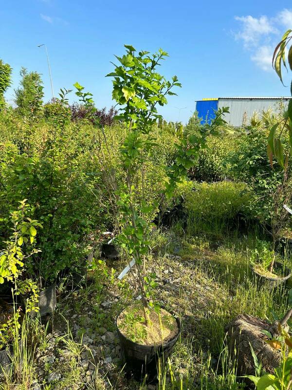 Гибискус сирийский (Hibiscus syriacus)