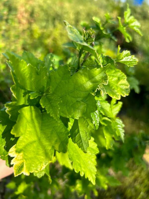 Гибискус сирийский (Hibiscus syriacus)