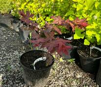 Клён веерный Бени-Майко (Acer palmatum 'Beni-Maiko')