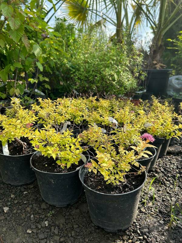 Спирея японская Голден Принцесс (Spiraea japonica 'Golden Princess')