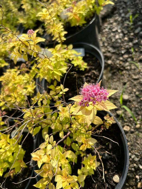 Спирея японская Голден Принцесс (Spiraea japonica 'Golden Princess')