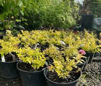 Спирея японская Голден Принцесс (Spiraea japonica 'Golden Princess')