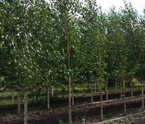 Берёза бумажная (Betula papyrifera)